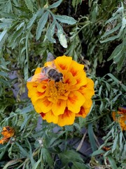 Bee collecting pollen and sitting on an orange flower
