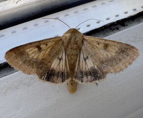 Brown moth sitting on a wood with big wings open