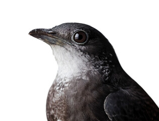 Fototapeta premium Cuckoo. Portrait of a bird on a white solid background. 