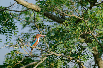 White throated kingfisher on a branch