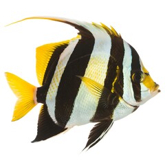 Colorful Tropical Fish with Yellow and Black Vertical Stripes, Isolated on White Background