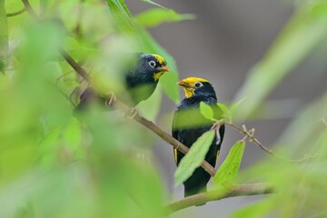 Two golden-crested myna in the nature habitat. (Ampeliceps coronatus)