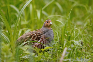 A Grey partridge sits in the grass. Perdix perdix. A adult Grey partridge in the nature habitat. 