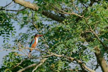 White throated kingfisher on a branch