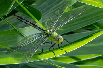 Gro&szlig;e K&ouml;nigslibelle