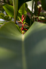Red and yellow flowering tropical plant with symmetric composition 