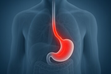Upper abdomen anatomy with glowing red trail through esophagus into stomach. Visual concept of GERD, hiatal hernia, esophagitis, acid reflux, digestive pain, and upper gastrointestinal discomfort.
