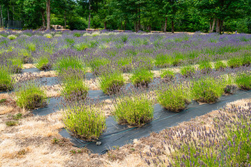 Lavender_Field_Rows 5