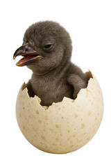 A little penguin hatches from an egg on a transparent background. baby penguin