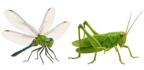 dragonfly insect on a transparent background. grasshopper insect on a transparent background