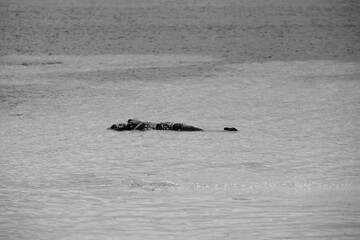 Boy lying in shallow waters in black and white