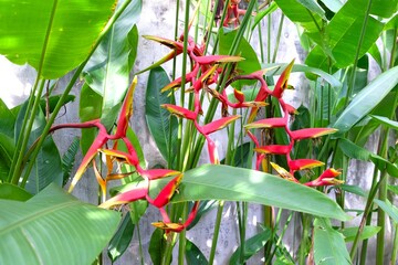Heliconia bihai,  red palulu, Lobster Claw, the flowers are red and yellow, arranged in a branched inflorescence. It is a herbaceous plant with underground rhizomes, and the above-ground part