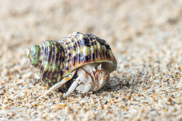The hermit crab walks on a beach