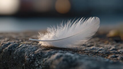 Delicate swan feather on textured stone, morning glow, natural elegance, wellness branding, spa decor, lifestyle magazine, peaceful aesthetic