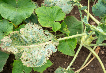 Damaged kohlrabi leaves with pest holes in a vegetable garden. Signs of insect feeding and plant stress. Natural outdoor environment with soil and surrounding foliage.