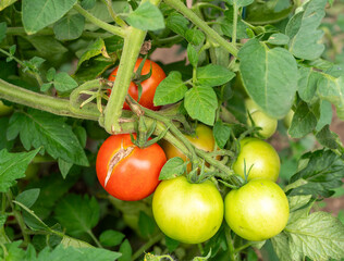 Ripening red and green tomatoes growing on a plant outdoors. Close-up view of tomato cluster with one cracked fruit, surrounded by healthy green leaves in a garden.