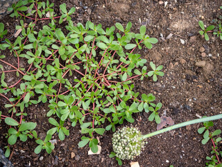 Edible purslane and flowering onion for seeds growing in garden soil. Top view of wild herb and blooming allium. Natural plants used in cooking and seed harvesting.