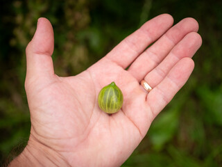 Ripe Ribes uva-crispa (gooseberry) in a man's hand outdoors. Edible fruit used in jams, desserts, and herbal medicine, rich in vitamin C and antioxidants.