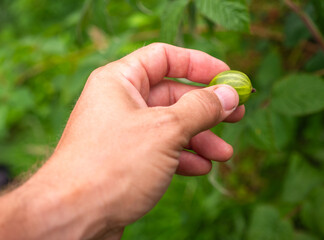A hand picking a ripe green Ribes uva-crispa (gooseberry) from a bush. Edible fruit known for its...