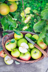 Apples harvest