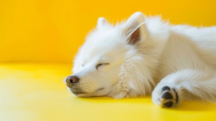 White dog sleeping peacefully on yellow background, pet lifestyle concept, soft lighting