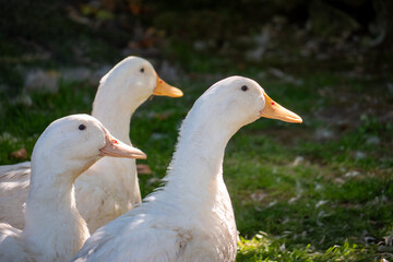 Three white domestic ducks standing close together on green grass, facing right. Bright sunlight highlights their feathers. Rural and farmyard scene.