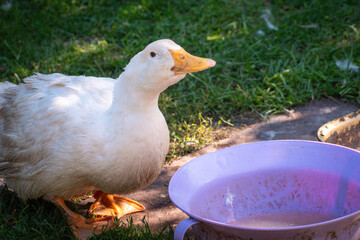 White duck in a backyard standing by a plastic bowl with water. Domestic farming scene with sunlight and grass, showing home duck keeping.