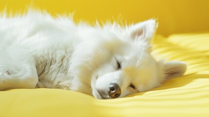 White dog sleeping peacefully on yellow background, pet lifestyle concept, soft lighting