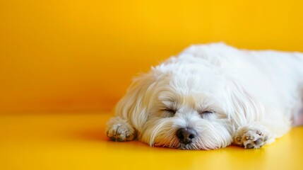 White dog sleeping peacefully on yellow background, pet lifestyle concept, soft lighting