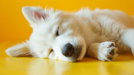 White dog sleeping peacefully on yellow background, pet lifestyle concept, soft lighting