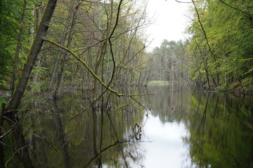 Sumpflandschaft im Naturpark Barnim bei Schönwalde (Wandlitz) im Sommer