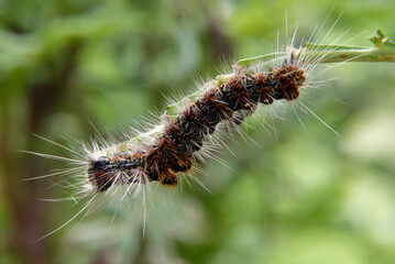 close up of caterpillar on a leaf