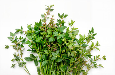 Obraz premium Fresh green herbs bunch on white background 
