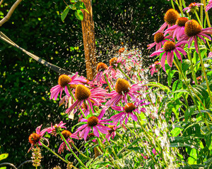 heat alert: flowers in a garden being watered early in the morning of a public health heat alert in...