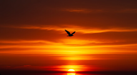 Fototapeta premium Silhouette of a Bird Flying at Sunset.