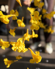 yellow daffodils on black background