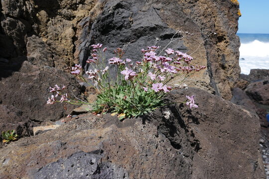 Blaue Blumen auf Fels auf Teneriffa