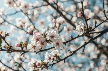 Pink Cherry Blossom Spring Flowers Sakura Blooms Tree Nature Seasonal Beauty Garden Park Botanical Floral Photography Japanese Culture Festival
