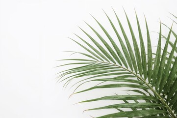 Green Palm Leaf Tropical Plant Nature Botanical Foliage Exotic Jungle Rainforest Flora Vegetation Organic Natural Environment Ecology Design Illustration
