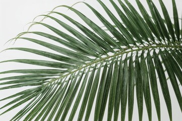 Tropical Palm Leaf Green Plant Foliage Nature Botanical Exotic Jungle Rainforest Flora Vegetation Organic Natural Environment Ecology Illustration Design
