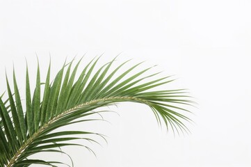 Palm Plant Leaf Tropical Green Nature Botanical Foliage Exotic Jungle Rainforest Flora Vegetation Organic Natural Environment Ecology Design Illustration

