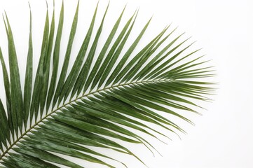 Palm Leaf Tropical Plant Green Foliage Nature Botanical Illustration Exotic Jungle Rainforest Flora Vegetation Organic Natural Environment Ecology Design
