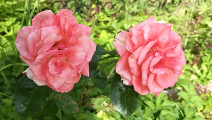 pink rose in the garden