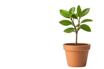 Obraz premium Sprout of Serenity: A single young plant with vibrant green leaves thrives in a simple clay pot, symbolizing growth, renewal, and the beauty of nature.