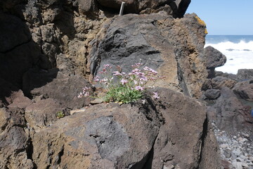 Blaue Blumen auf Fels auf Teneriffa