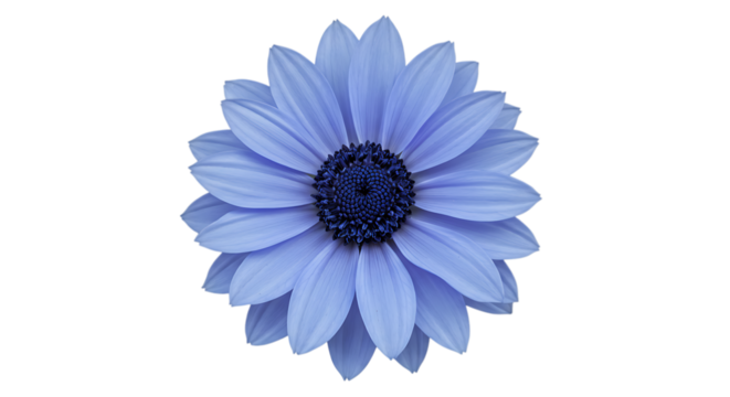Blue flower isolated on transparent background