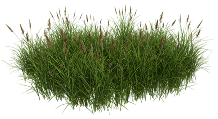 A clump of green grass with seed heads isolated on white isolated on transparent background