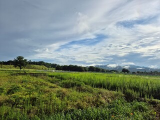 green field and blue sky