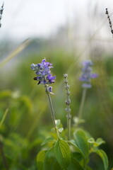 lavender flowers in the field