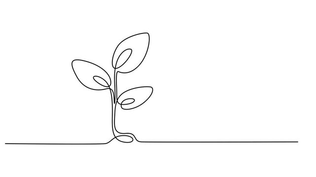 Sprout in the ground. One line drawing animation with alpha channel, Animated self drawing of continuous line draw of step of grow plant. Seeds sprout in ground. Seedling gardening plants, sprouts.  